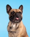 adorable french bulldog dog sticking out tongue and panting Royalty Free Stock Photo