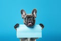 Adorable french bulldog holding paper mock up for text message on vibrant blue background