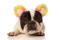Adorable french bulldog with colorful ears headband lying down Royalty Free Stock Photo