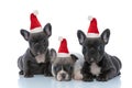 Adorable French bulldog puppies wearing santa hats