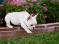 Adorable French Bulldog Puppy