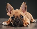 Adorable French bulldog puppy with big ears lying down on dark background Royalty Free Stock Photo