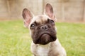 An adorable French Bulldog puppy. Close up