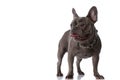 Adorable french bulldog puppy with collar sticking out tongue Royalty Free Stock Photo