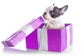 Adorable French bulldog puppy in the gift box