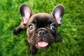 Adorable French bulldog puppy high angle view portrait on green grass Royalty Free Stock Photo