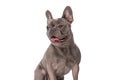 Adorable french bulldog puppy panting and looking to side Royalty Free Stock Photo