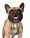 adorable french bulldog puppy panting with tongue out and looking forward Royalty Free Stock Photo