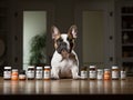 Adorable french bulldog sitting in front of pet supplement bottles with dog vitamins