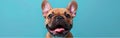 Playful French Bulldog Sticking Out Tongue on Blue Background - Amusing Isolated Image of a Cute Pet Animal