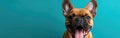 Adorable French Bulldog Sticking Out Tongue on Blue Banner - Humorous Isolated Image of Playful Pet Animal