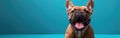 Playful French Bulldog with Sticking Tongue on Blue Banner - Humorous Pet Animal Picture