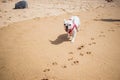 Adorable French Bulldog walking on sandy beach with pawprints