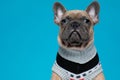 Adorable french bulldog wearing costume