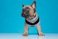 Adorable french bulldog wearing costume and looking up