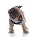 Adorable french bulldog wearing costume and shaking head