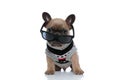 Adorable french bulldog wearing costume and sunglasses