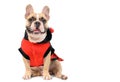 Adorable French Bulldog wearing a cute and funny Ladybug costume isolated Royalty Free Stock Photo