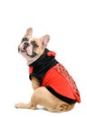 Adorable French Bulldog wearing a cute and funny Ladybug costume  on white Royalty Free Stock Photo