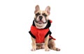 Adorable French Bulldog wearing a cute and funny Ladybug costume isolated Royalty Free Stock Photo