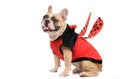 Adorable French Bulldog wearing a cute and funny Ladybug costume isolated Royalty Free Stock Photo