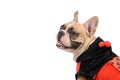 Adorable French Bulldog wearing a cute and funny Ladybug costume isolated Royalty Free Stock Photo