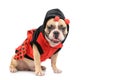 Adorable French Bulldog wearing a cute and funny Ladybug costume isolated Royalty Free Stock Photo