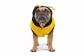 Adorable French Bulldog wearing a cute and funny striped bee dog costume with hood and antlers isolated on white background Royalty Free Stock Photo