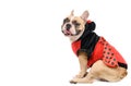 Adorable French Bulldog wearing funny Ladybug costume sitting isolated Royalty Free Stock Photo