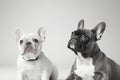 Adorable french bulldogs with captivating expressions Ã¢â¬â plenty of space for your text.