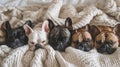 Adorable French Bulldogs Napping in Bed