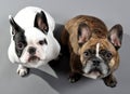 Adorable French Bulldogs Siblings