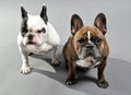Adorable French Bulldogs Siblings