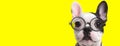 Adorable frenchie dog wearing glasses and collar Royalty Free Stock Photo