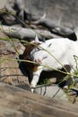 Friendly Small Bicolored White & Brown Goat