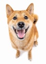 Adorable friendly smiling and looking at camera red haired dog Shiba Inu Royalty Free Stock Photo