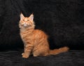 Adorable fun red solid maine coon kitten profile sitting with lo Royalty Free Stock Photo