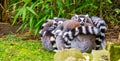 Adorable and funny animal behavior, large group of ring tailed lemur monkeys hugging each other Royalty Free Stock Photo