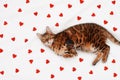 Adorable funny cute green-eyed bengal cat lying on white blanket among many little red hearts looking at camera Royalty Free Stock Photo