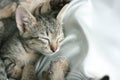 cat sleep tight on soft white bed.