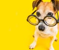 Adorable funny dog in glasses. Yellow background. Back to school. square composition