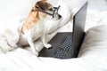 Adorable funny dog in glassese in bed with laptop working remotely from home.