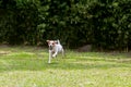 Adorable Funny Dog Jack Russell Terrier