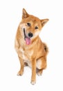 Dog Shiba Inu looking at camera tilting head and smiling wide teeth smile. Royalty Free Stock Photo