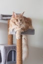 Adorable funny red tabby maine coon lying on a too small scratching post Royalty Free Stock Photo