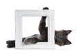 Adorable funny solid blue Maine Coon cat kitten laying behind and holding up a white photo frame and looking straight at camera, i Royalty Free Stock Photo