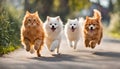 Adorable furry animal duo running happily. Cute Orange shorthair cat and