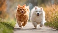 Adorable furry animal duo running happily. Cute Orange shorthair cat