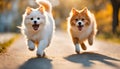 Adorable furry animal duo running happily. Cute Orange shorthair