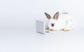 Adorable furry baby little white brown rabbit looking at laptop learn something while sitting over isolated white background. Royalty Free Stock Photo